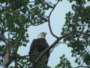 Alaska-eagle