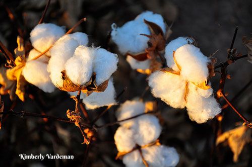 cotton ball on plant
for we have the mind of Christ