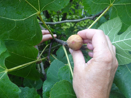 picking-figs