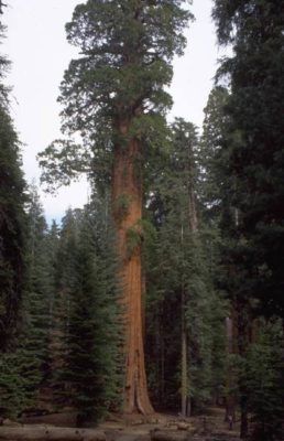 tired of living under the circumstances?
sequoia tree
your thoughts matter